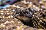白花蛇介绍：面目可憎的美丽蛇种