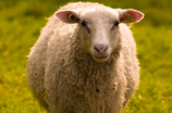 多利羊：一场企图掉换羊毛贸易的致命骗局